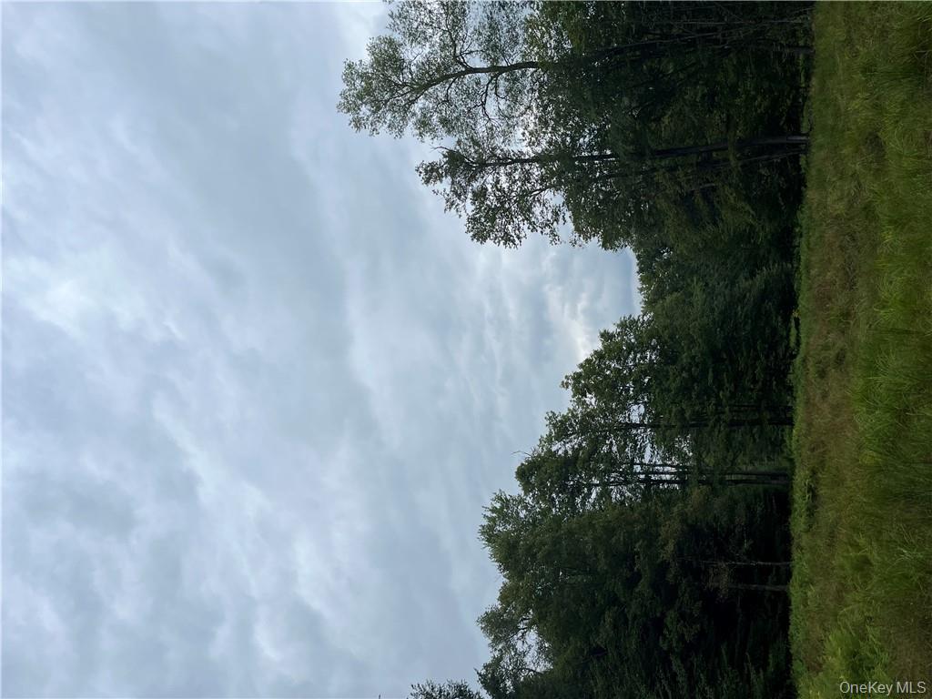 34 Black Bear Crossing Out of NYC Claryville, NY 12725