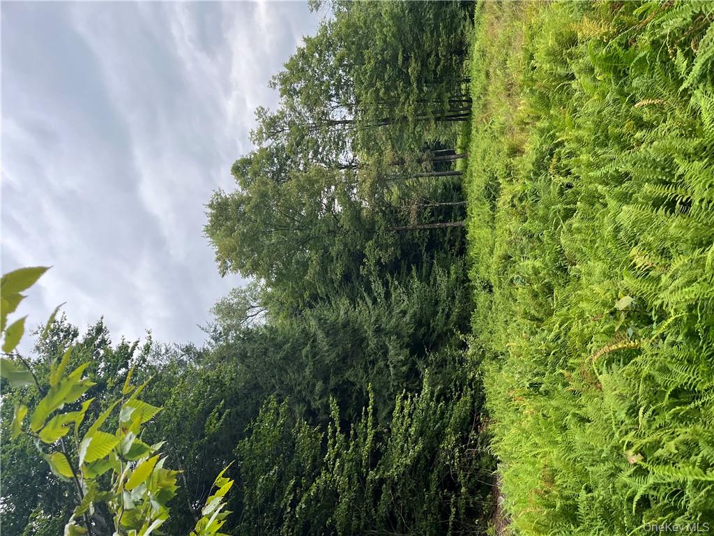 34 Black Bear Crossing Out of NYC Claryville, NY 12725