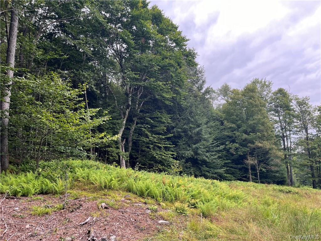 34 Black Bear Crossing Out of NYC Claryville, NY 12725