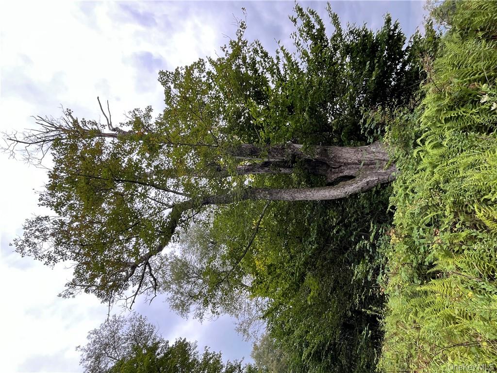 34 Black Bear Crossing Out of NYC Claryville, NY 12725