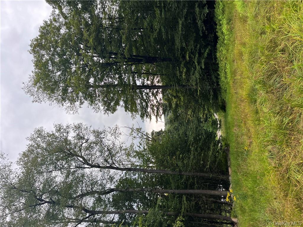 34 Black Bear Crossing Out of NYC Claryville, NY 12725