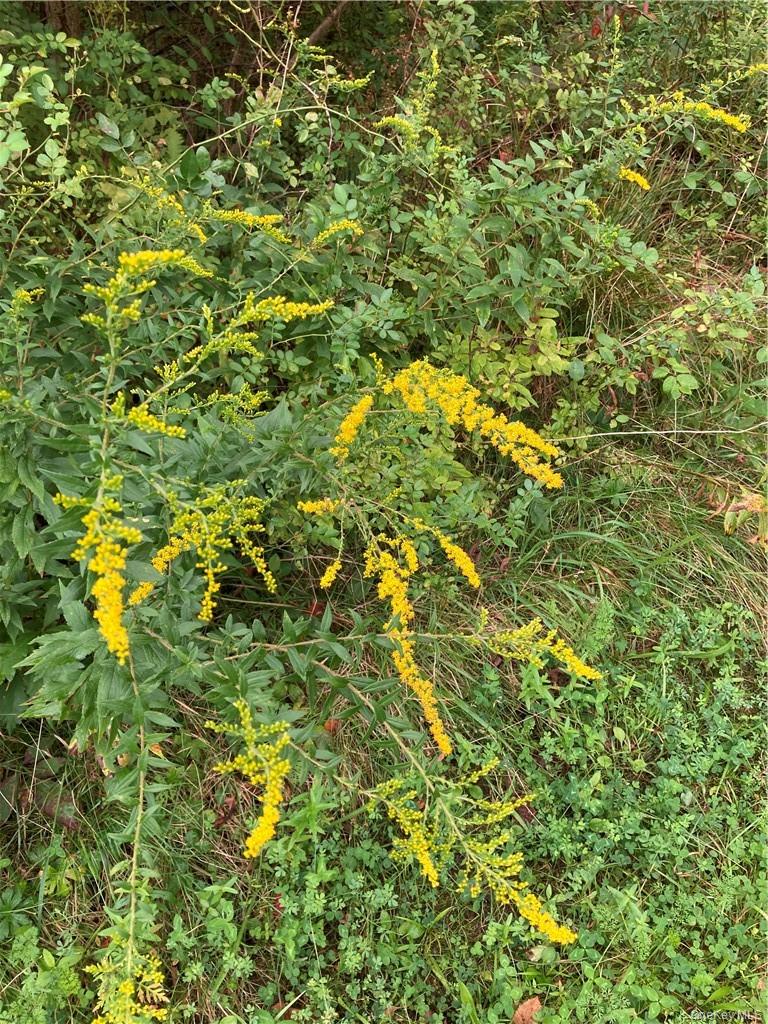 Logtown Road Out of NYC Port Jervis, NY 12771