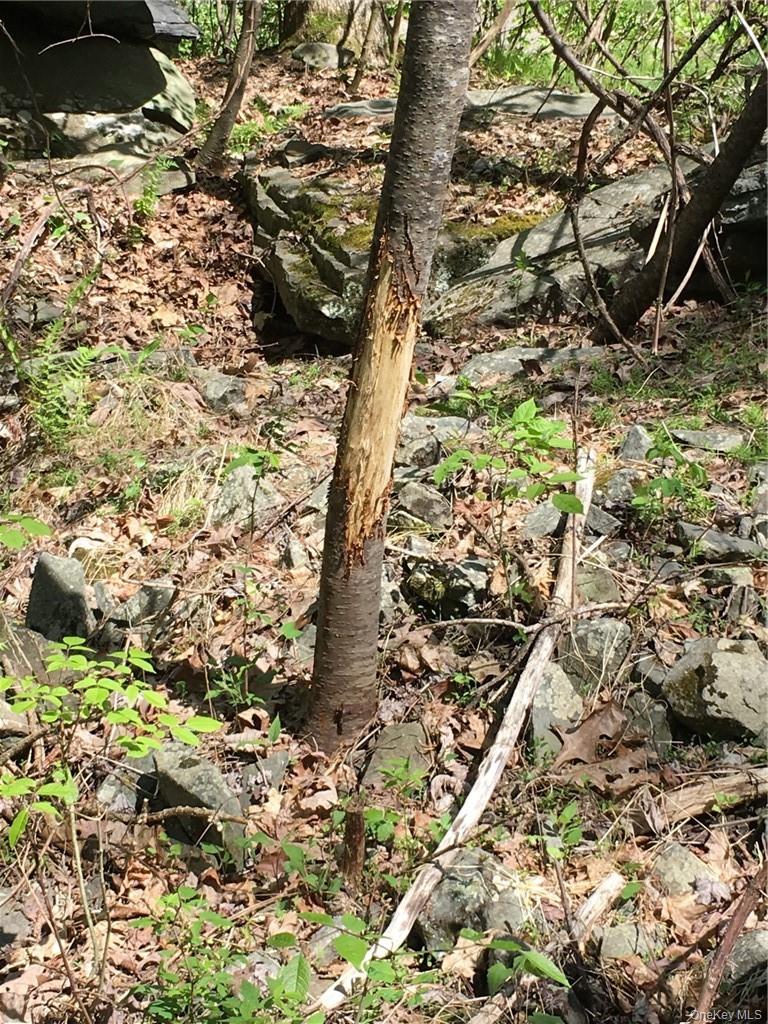 Logtown Road Out of NYC Port Jervis, NY 12771