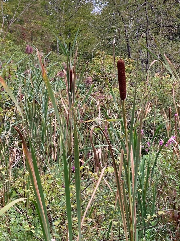 Logtown Road Out of NYC Port Jervis, NY 12771