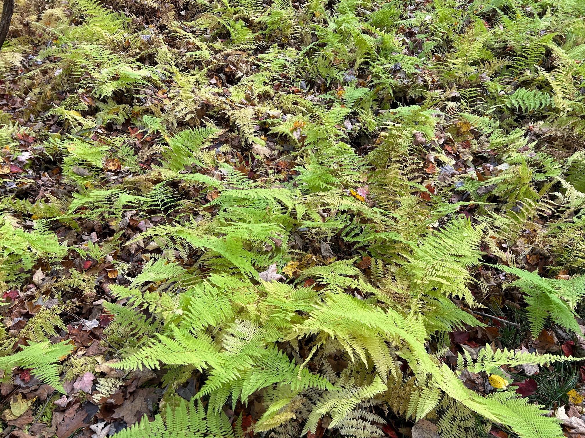 4 West Hill Road Out of NYC Austerlitz, NY 00000