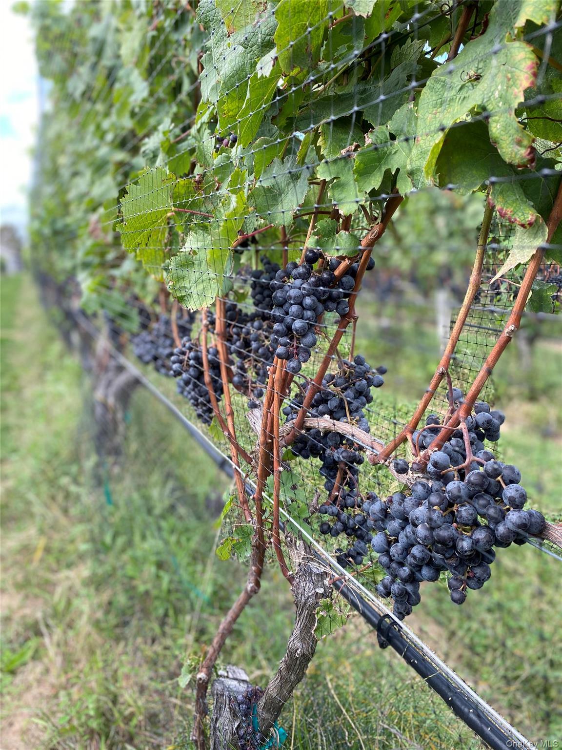 6094 Sound Avenue Jamesport Jamesport, NY 11947