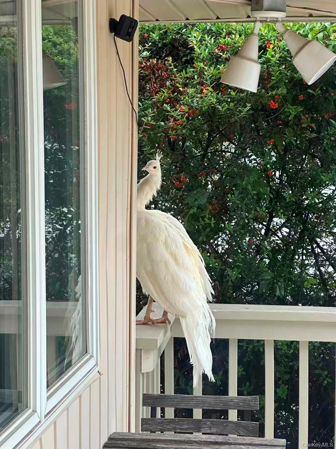 59 Hazelwood Drive Jericho Jericho, NY 11753