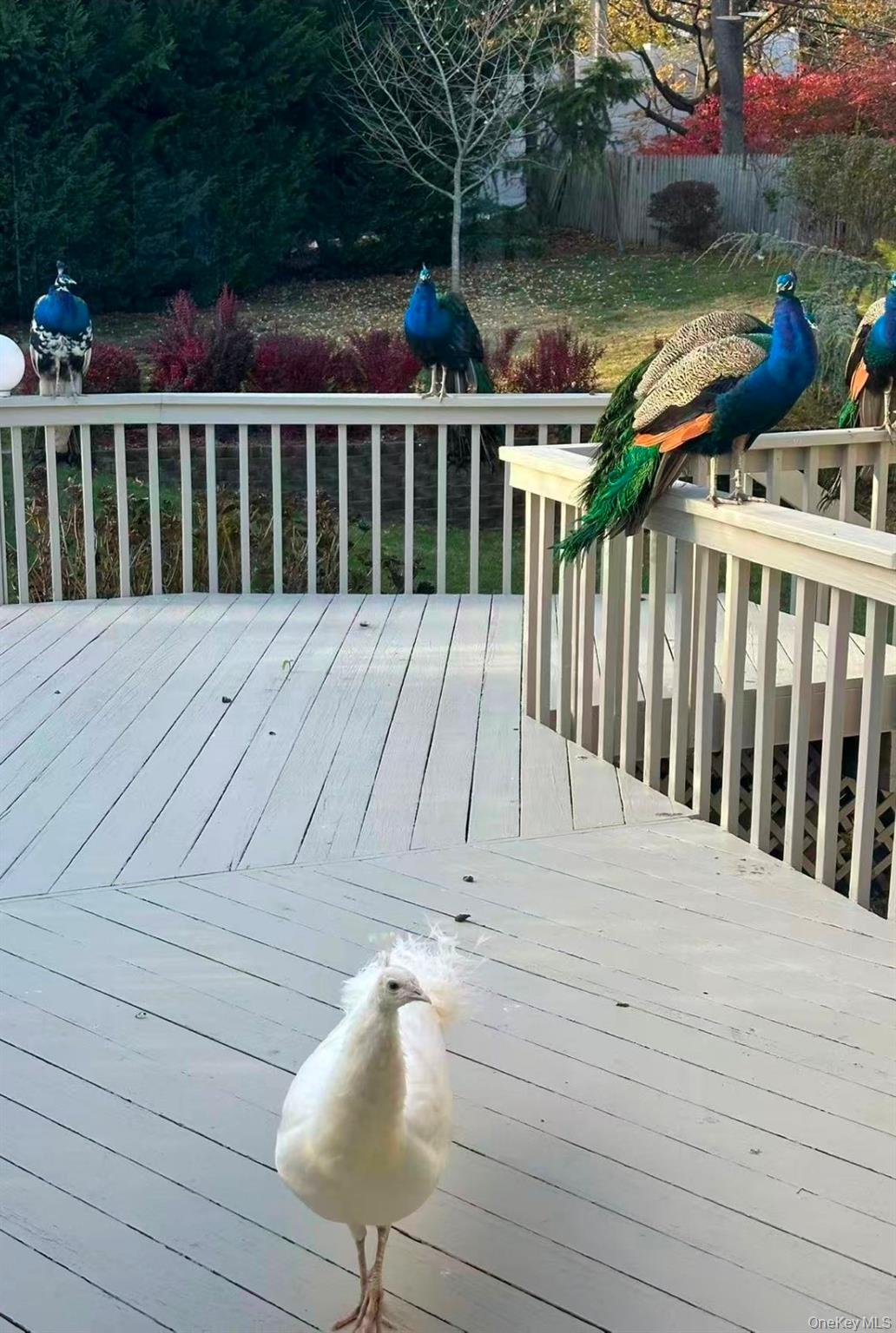 59 Hazelwood Drive Jericho Jericho, NY 11753