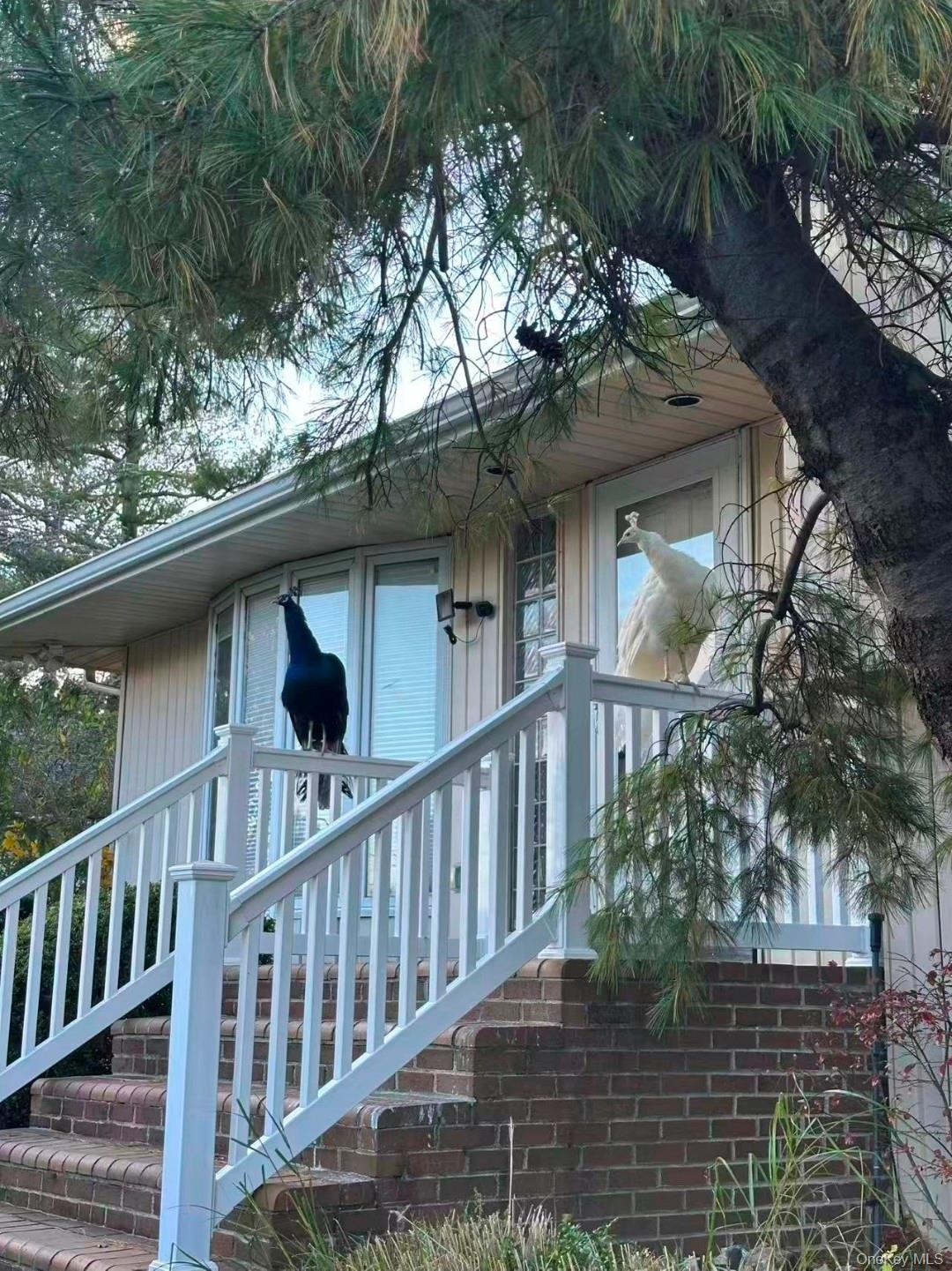 59 Hazelwood Drive Jericho Jericho, NY 11753